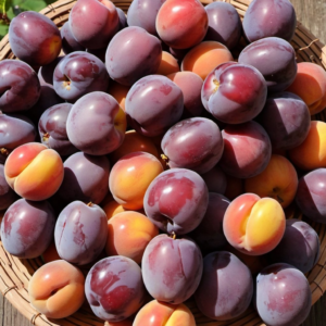 A vibrant basket brimming with our Wednesday Orchard Selection, bursting with goodness from every corner! Sourced fresh from local orchards, these luscious fruits boast rich hues of deep purple, red, yellow, and orange. Their smooth and slightly shiny surfaces are a testament to their impeccable freshness. Perfect for enhancing our delectable fruit salads, invigorating juices, wholesome snacks, revitalizing smoothies, convenient whole fruit packs, and delightful desserts. Zestful Blends ensures you enjoy nature’s finest selections while supporting eco-friendly practices. Dive into the essence of health and freshness today!